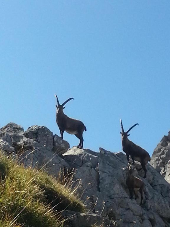 Appartamento Haus Adrian Wald am Arlberg Esterno foto